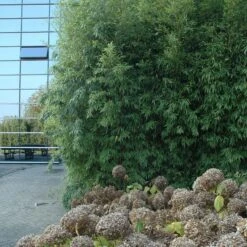 Phyllostachys Aurea -The Palm Centre PAU 3 scaled 1