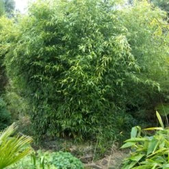 Phyllostachys Bissettii -The Palm Centre PBI 1 scaled 1