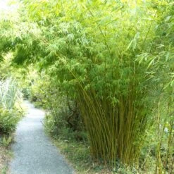 Phyllostachys Bissettii -The Palm Centre PBI 2 scaled 1