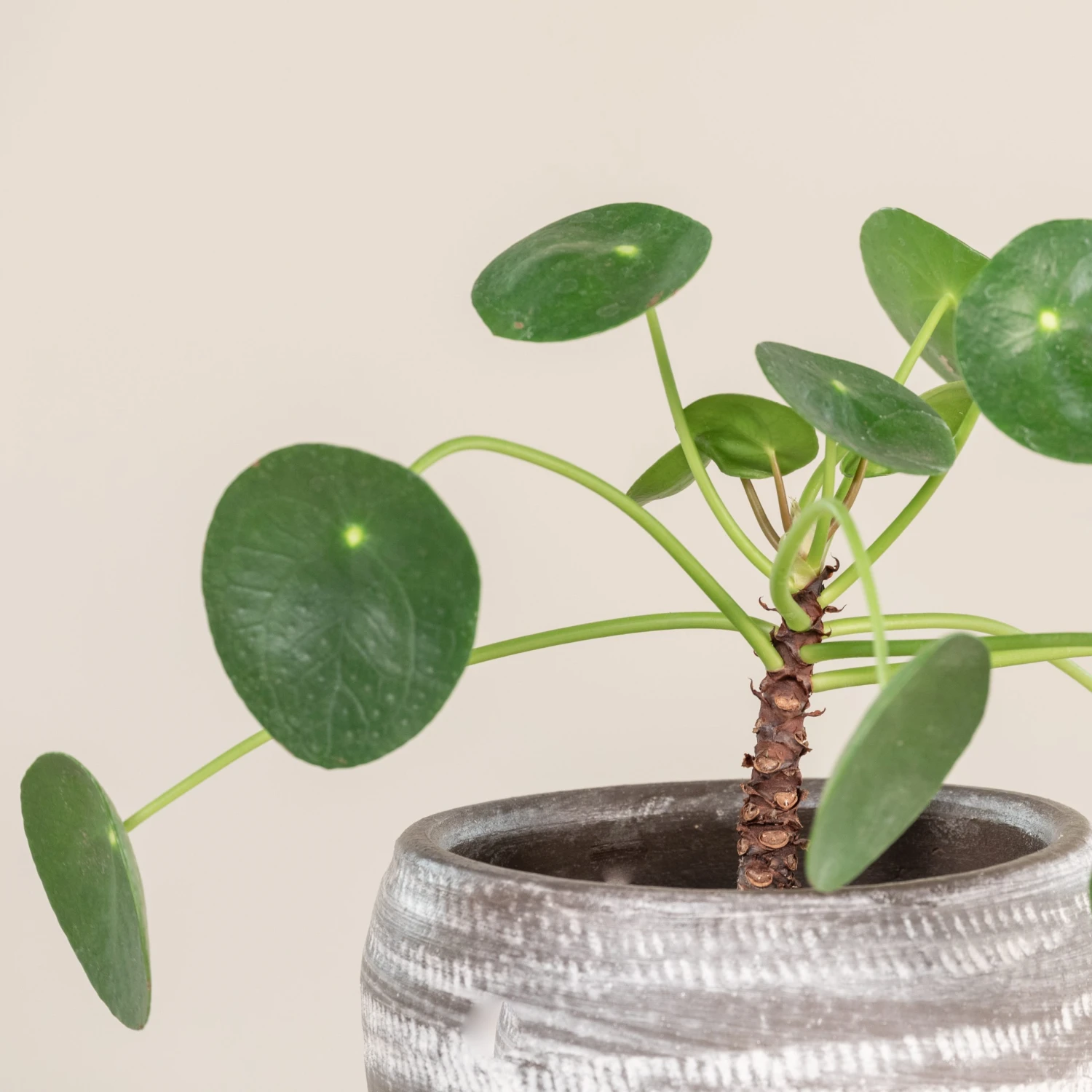 Pilea Peperomioides 4 Pilea Peperomioides - Image 2