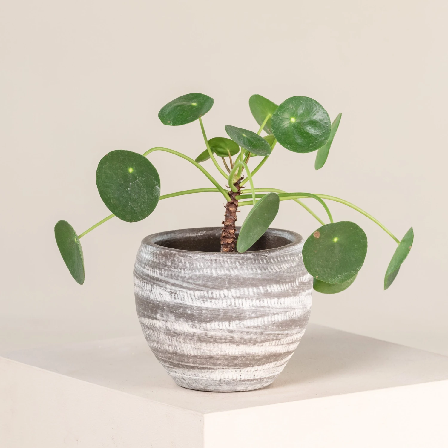 Pilea Peperomioides 3 Pilea Peperomioides