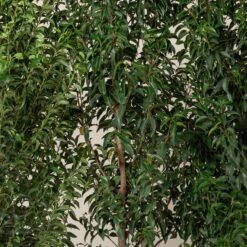 Prunus Lusitanica ‘Angustifolia’ – Standard -The Palm Centre PLA 7 scaled 1