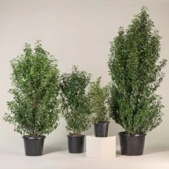 Prunus Lusitanica ‘Angustifolia’ – Standard -The Palm Centre PLA 8 scaled 1