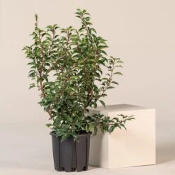 Prunus Lusitanica ‘Angustifolia’ -The Palm Centre PLA 9 1 scaled 1