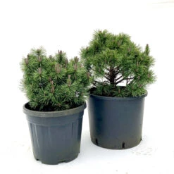 Pinus Mugo ‘Mops’