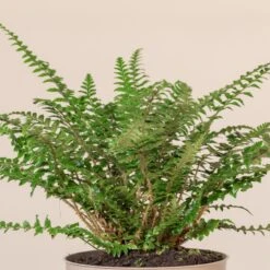 Polystichum Neolobatum -The Palm Centre PNE 3 4 scaled 1