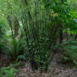 Phyllostachys Nigra -The Palm Centre PNI 1 scaled 1