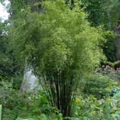 Phyllostachys Nigra -The Palm Centre PNI 3 scaled 1