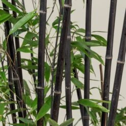 Phyllostachys Nigra -The Palm Centre PNI 31 scaled 1