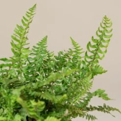 Polystichum Munitum -The Palm Centre POM 1 scaled 1