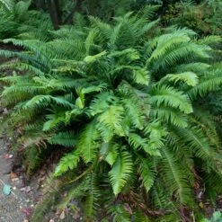 Polystichum Munitum -The Palm Centre POM 4 scaled 1