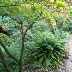 Polystichum Munitum -The Palm Centre POM 6 scaled 1