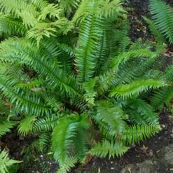 Polystichum Munitum -The Palm Centre POM scaled 1