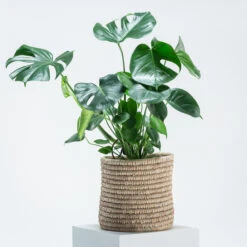 Monstera Deliciosa -The Palm Centre PPE 5