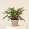 Polystichum Polyblepharum -The Palm Centre PPO 31