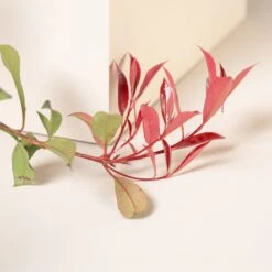 Photinia X Fraseri ‘Robusta Compacta’ -The Palm Centre PRC 9 2 3 scaled 1