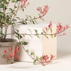 Photinia X Fraseri ‘Robusta Compacta’ -The Palm Centre PRC 9 4 3 scaled 1