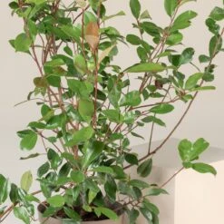 Photinia X Fraseri ‘Red Robin’ – Bush -The Palm Centre PRRH 8 scaled 1