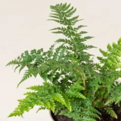 Polystichum Setiferum -The Palm Centre PSE 2 scaled 1