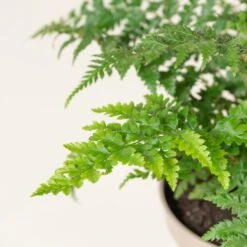 Polystichum Setiferum -The Palm Centre PSE 4 scaled 1