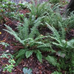 Polystichum Setiferum -The Palm Centre PSE 5 scaled 1