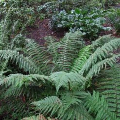 Polystichum Setiferum -The Palm Centre PSE 6 scaled 1