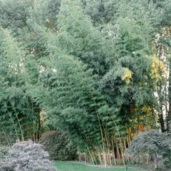 Phyllostachys Vivax ‘Aureocaulis’ -The Palm Centre PVA 60a92b05e7cff