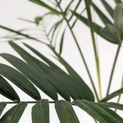 Chamaedorea Radicalis 11 Chamaedorea Radicalis -The Palm Centre PXL 20231004 132743918.PORTRAIT scaled 1