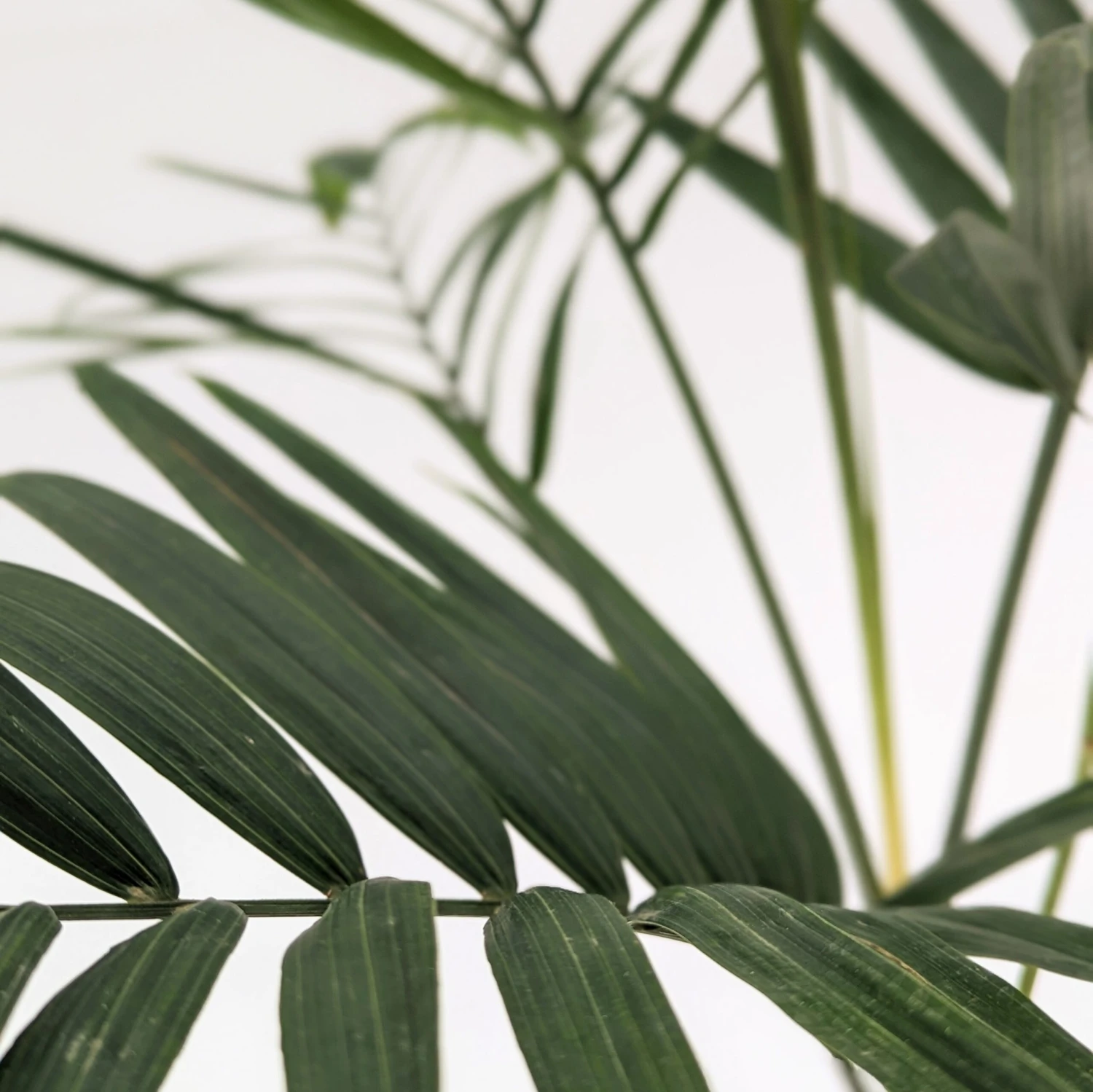 Chamaedorea Radicalis 7 Chamaedorea Radicalis - Image 5