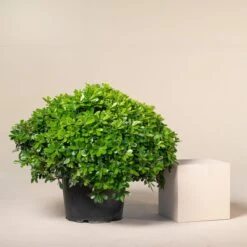 Pittosporum Tobira ‘Nanum’ 9 Pittosporum Tobira ‘Nanum’ -The Palm Centre P 15352 6044c03e189a1