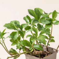 Pachysandra Terminalis -The Palm Centre P 16100 600ffbdc42070