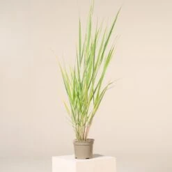 Panicum Virgatum ‘North Wind’ -The Palm Centre P 16500 601653ca0e2df 1