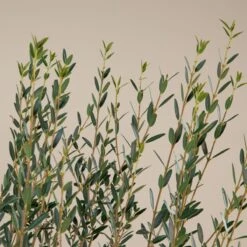 Phillyrea Angustifolia -The Palm Centre P 18377 5f79108a72d1e