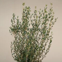 Phillyrea Angustifolia -The Palm Centre P 18377 5f79108b48abd