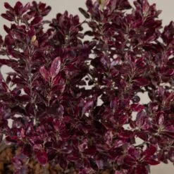 Pittosporum Tenuifolium ‘Bannow Bay’ -The Palm Centre P 18601 5f790c4393538