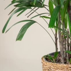 Rhapis Excelsa -The Palm Centre REX 10 5