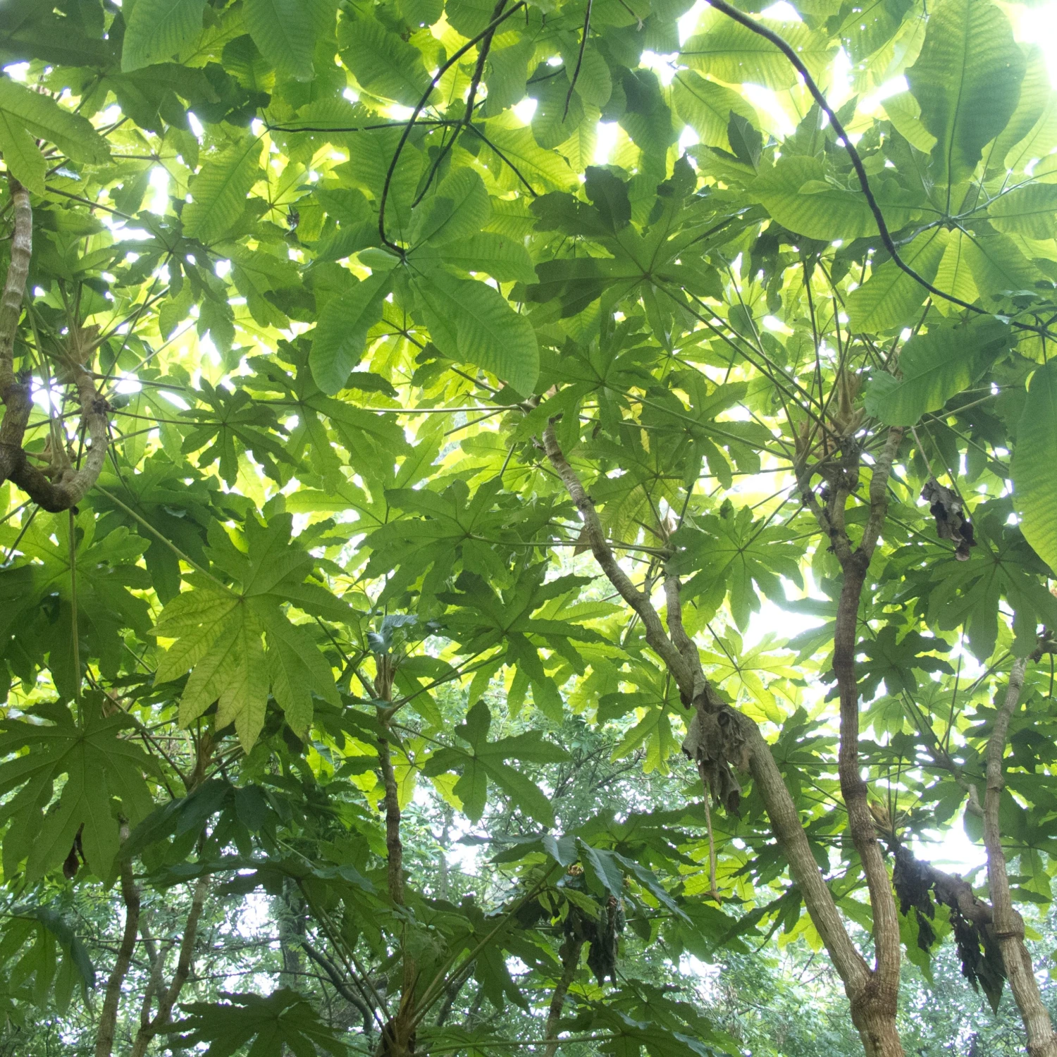 Tetrapanax Papyrifer 12 Tetrapanax Papyrifer - Image 10