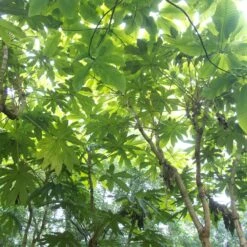 Tetrapanax Papyrifer ‘Rex’ -The Palm Centre REX 2 scaled 2