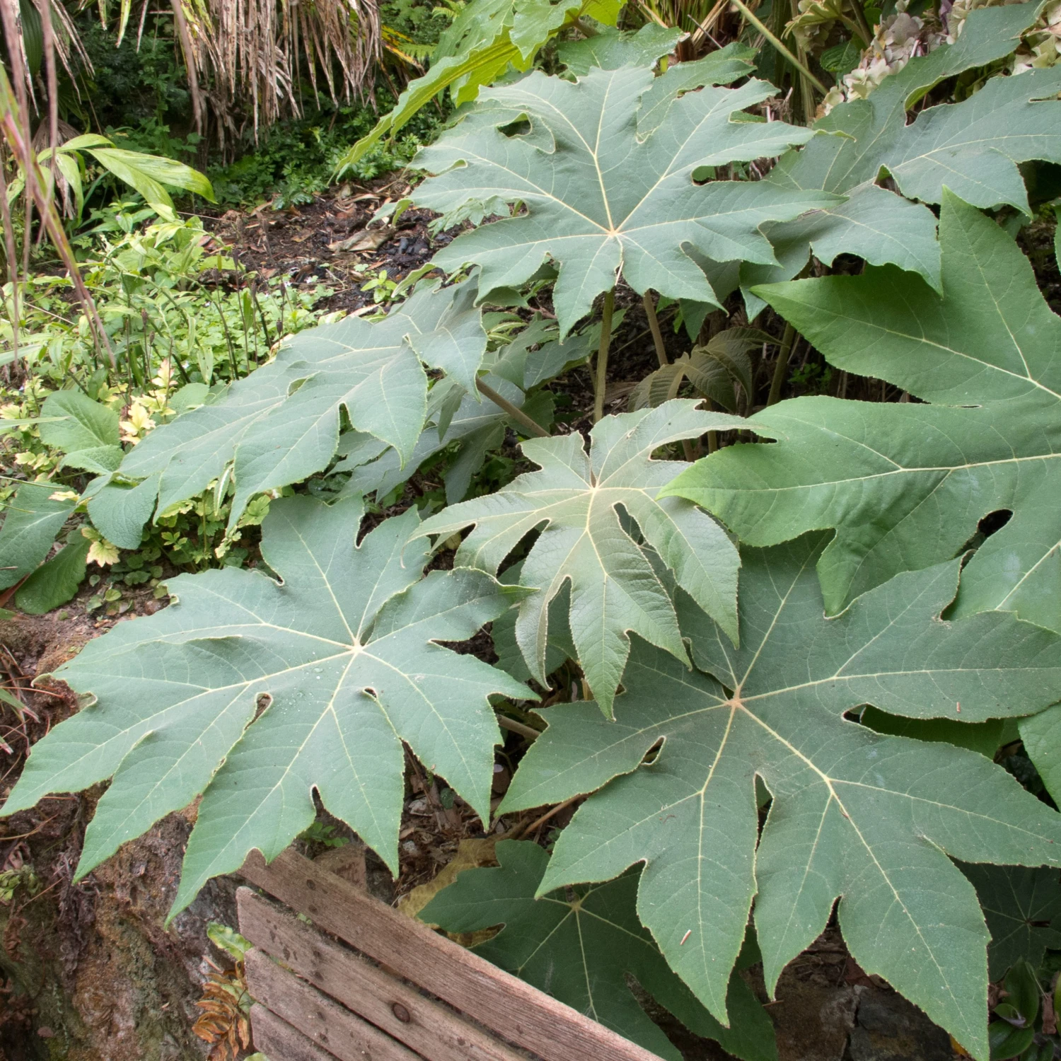 Tetrapanax Papyrifer 7 Tetrapanax Papyrifer - Image 5