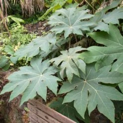 Tetrapanax Papyrifer ‘Rex’ -The Palm Centre REX 3 scaled 2