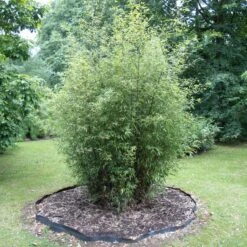 Bamboo Root Barrier -The Palm Centre ROO 4 scaled 1
