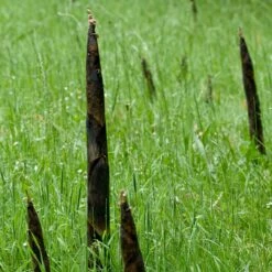 Bamboo Root Barrier -The Palm Centre ROO 5 scaled 1