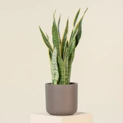 Sansevieria Trifaciata Laurentii 14 Sansevieria Trifaciata Laurentii -The Palm Centre SAN 5 8 scaled 1