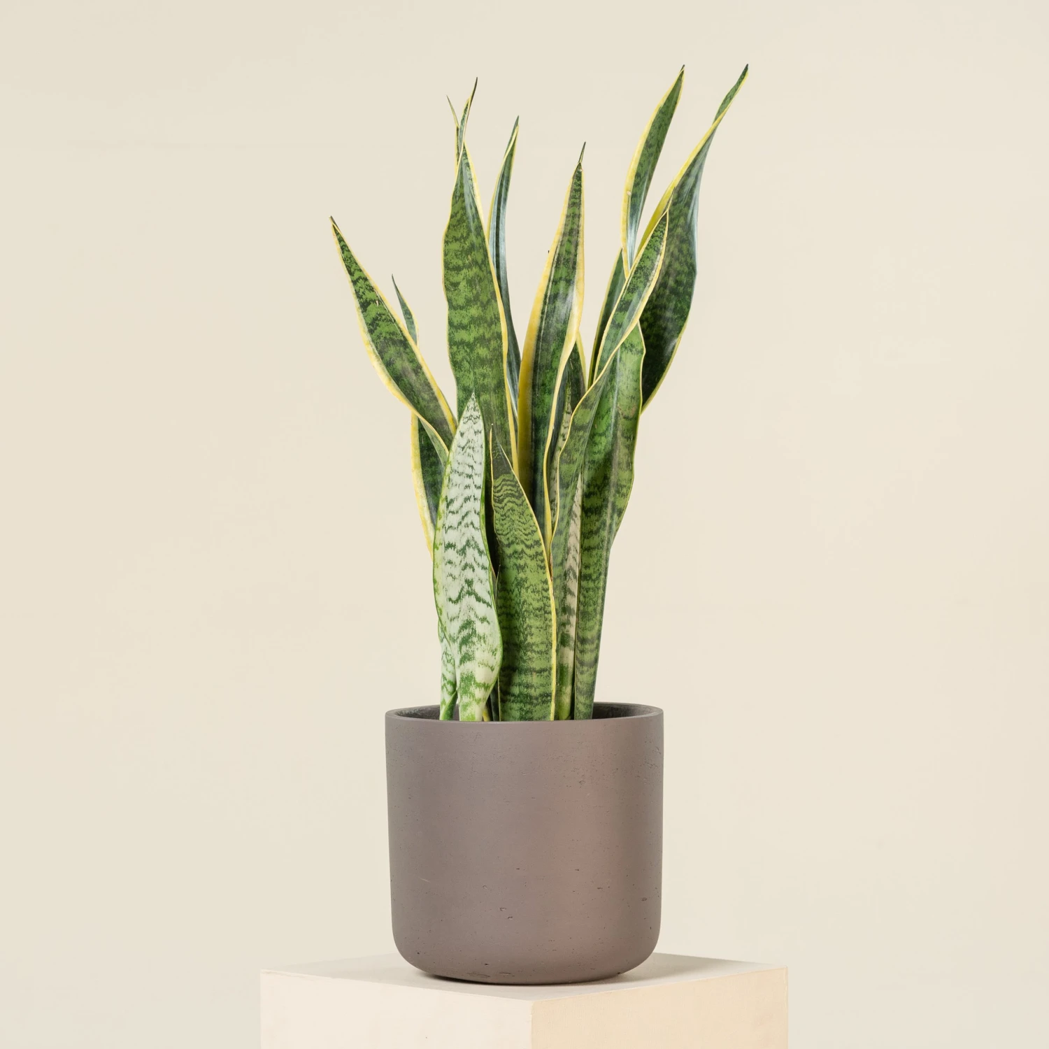 Sansevieria Trifaciata Laurentii 7 Sansevieria Trifaciata Laurentii - Image 5