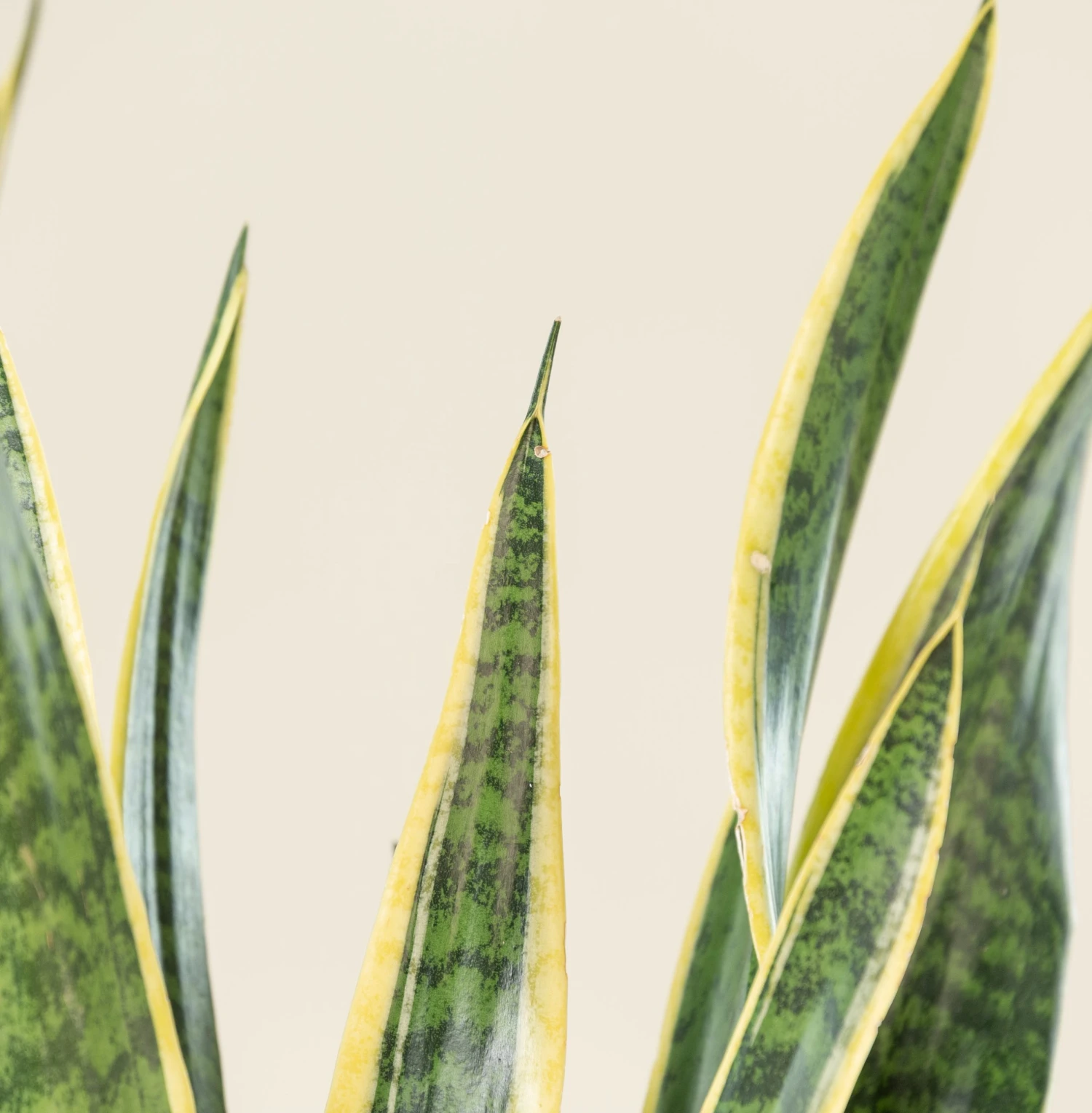 Sansevieria Trifaciata Laurentii 9 Sansevieria Trifaciata Laurentii - Image 7