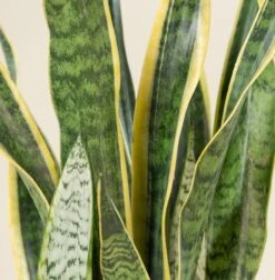 Sansevieria Trifaciata Laurentii 15 Sansevieria Trifaciata Laurentii -The Palm Centre SAN 6 scaled 1