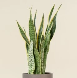 Sansevieria Trifaciata Laurentii 13 Sansevieria Trifaciata Laurentii -The Palm Centre SAN 7 scaled 1
