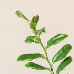 Sarcococca Confusa -The Palm Centre SCO 10 1 scaled 1