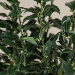 Sarcococca Confusa -The Palm Centre SCO 10 3 scaled 1