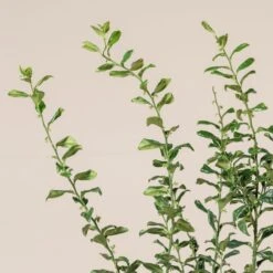 Sarcococca Confusa -The Palm Centre SCO 10 4 scaled 1